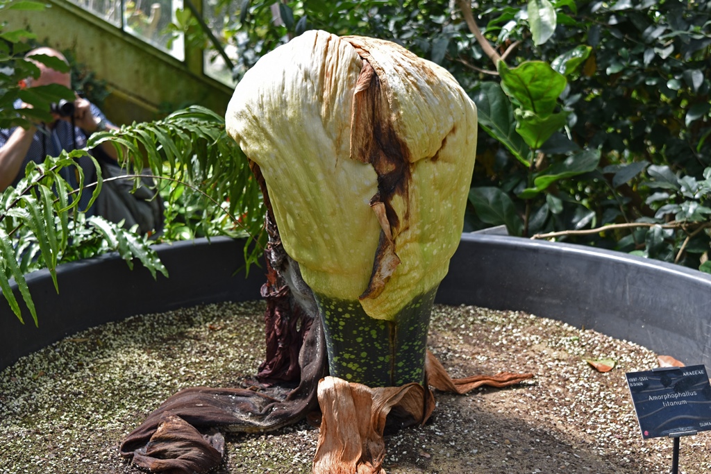 Amorphophallus Titanum, or 'Corpse Flower'